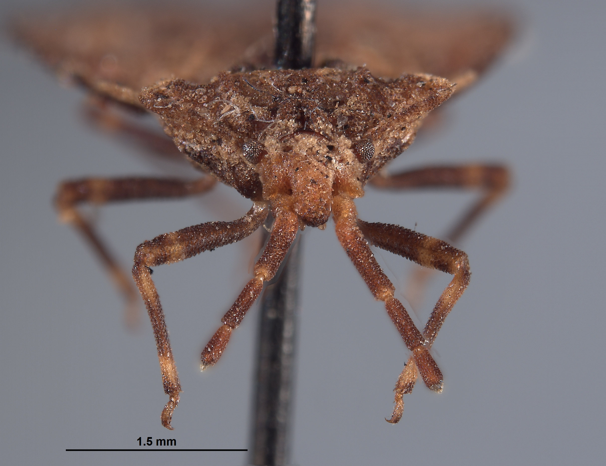 Aradus linsleyi image