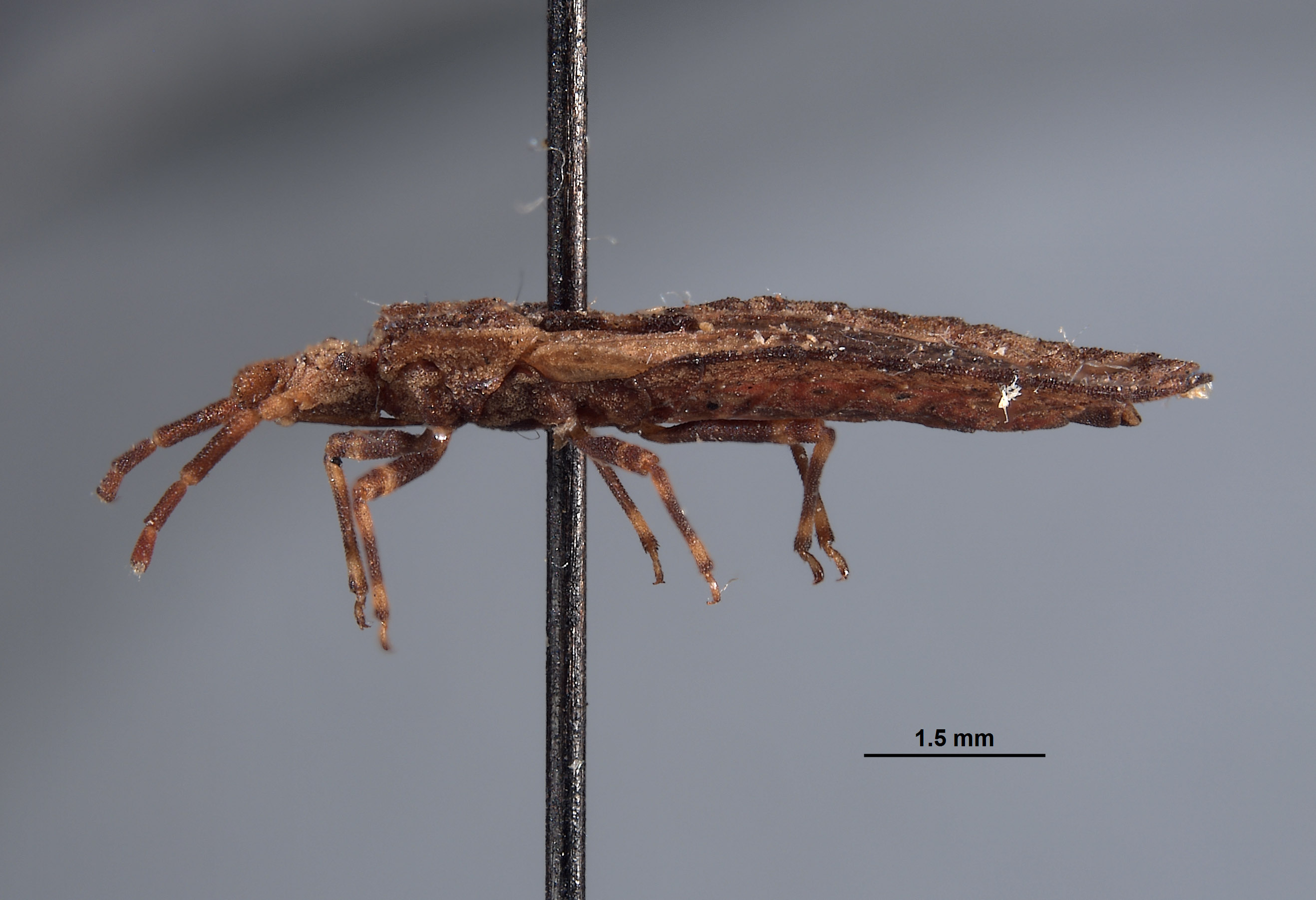 Aradus linsleyi image