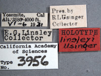 Aradus (Aradus) image