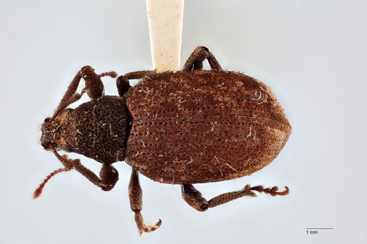 Nemocestes horni image