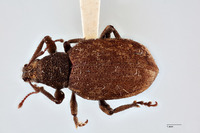 Nemocestes horni image