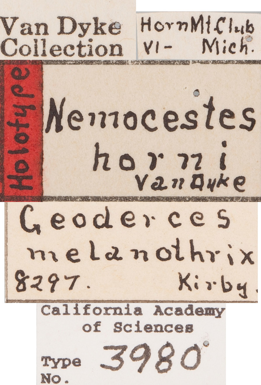 Nemocestes horni image