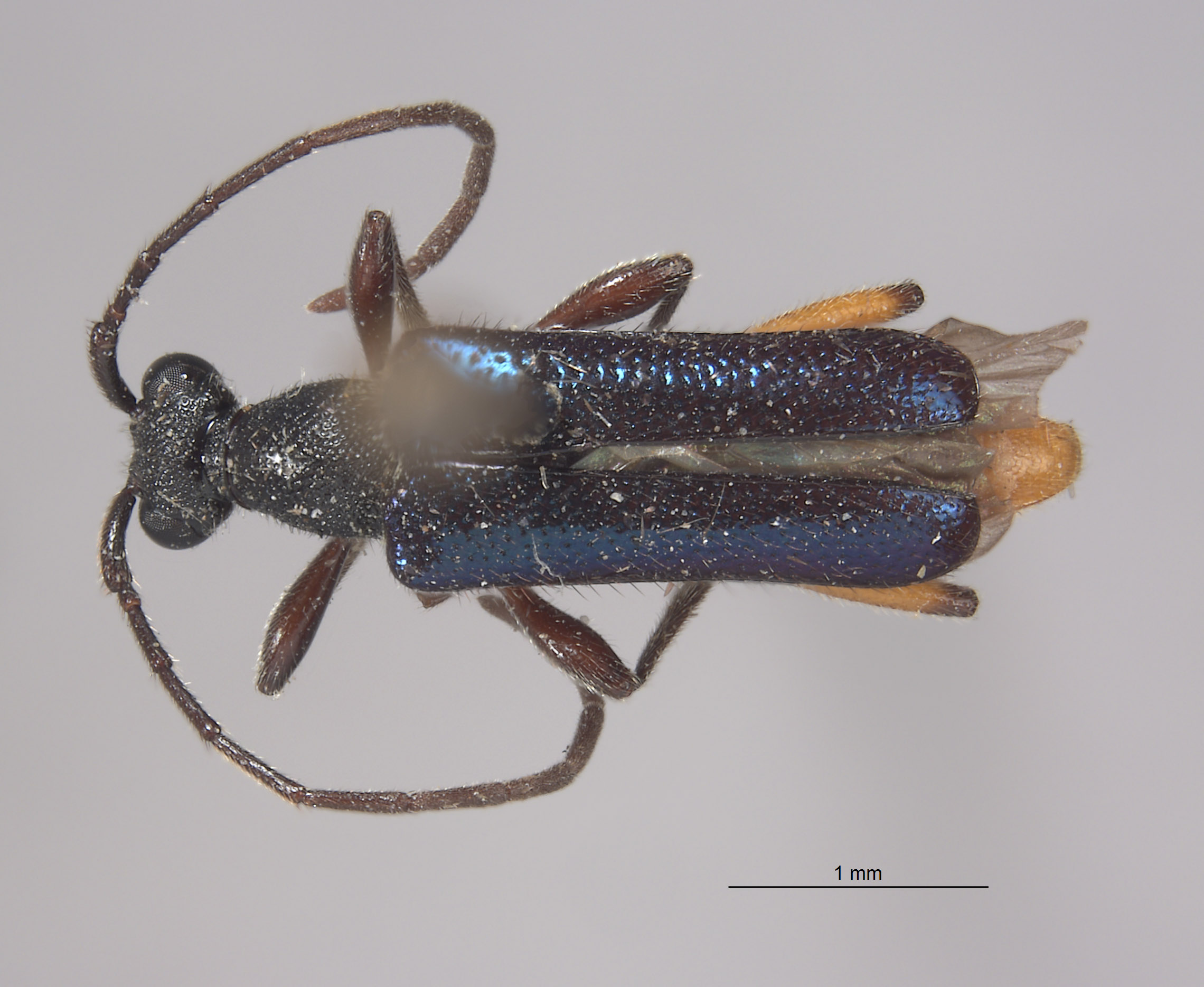 Anoplodermorpha breva image