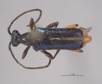 Anoplodermorpha breva image