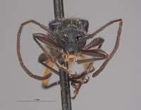Anoplodermorpha breva image