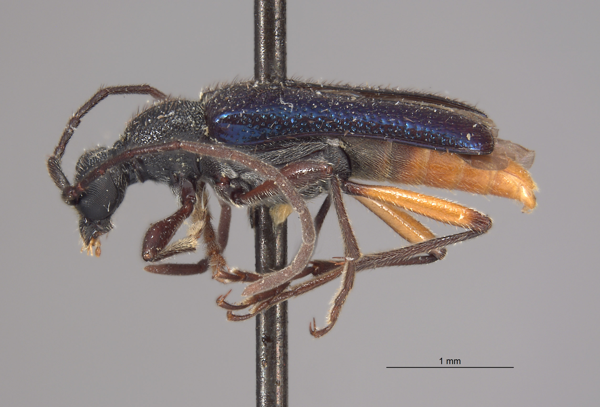 Anoplodermorpha breva image