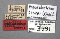 Anoplodermorpha breva image