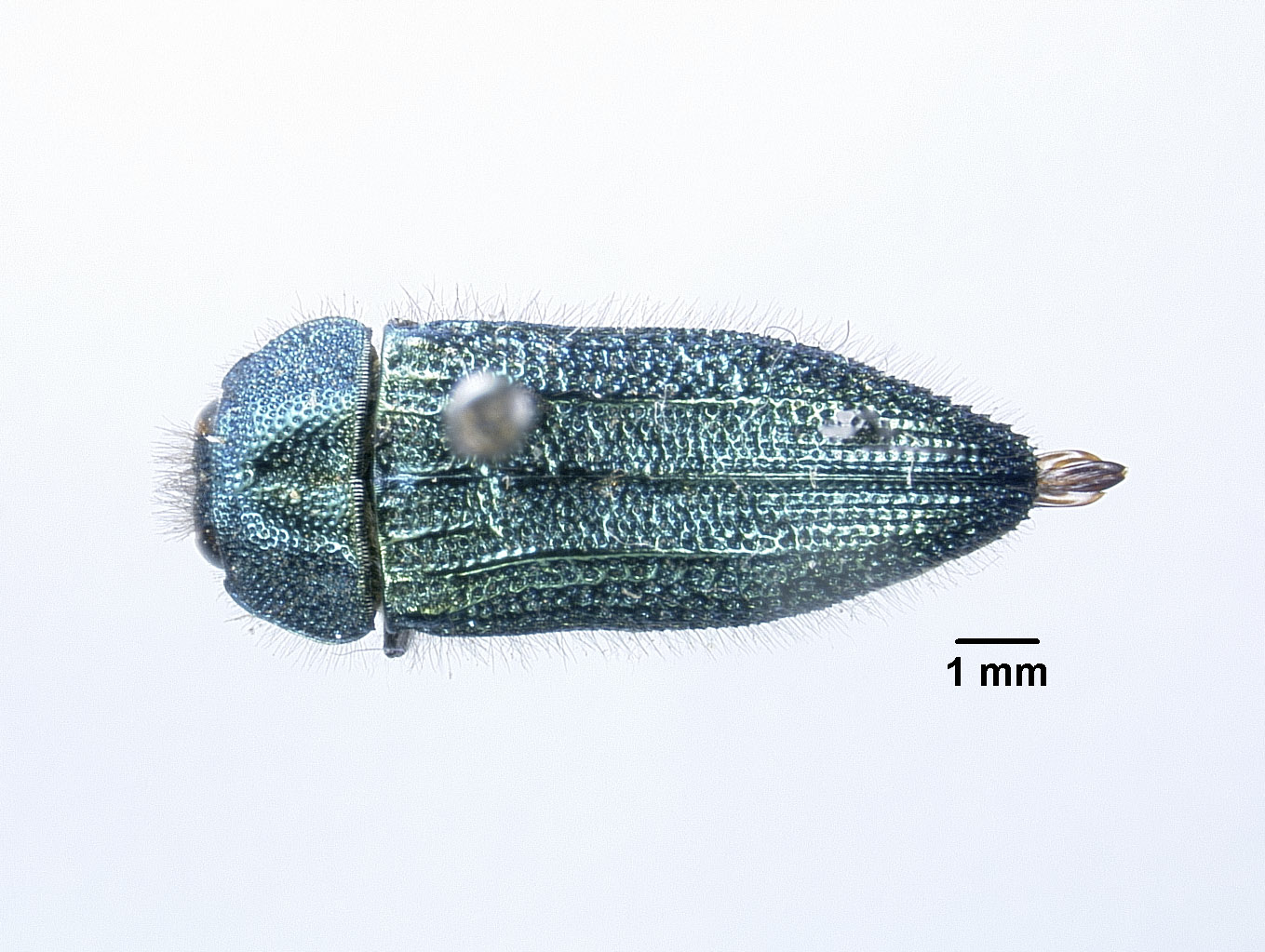 Acmaeodera resplendens image