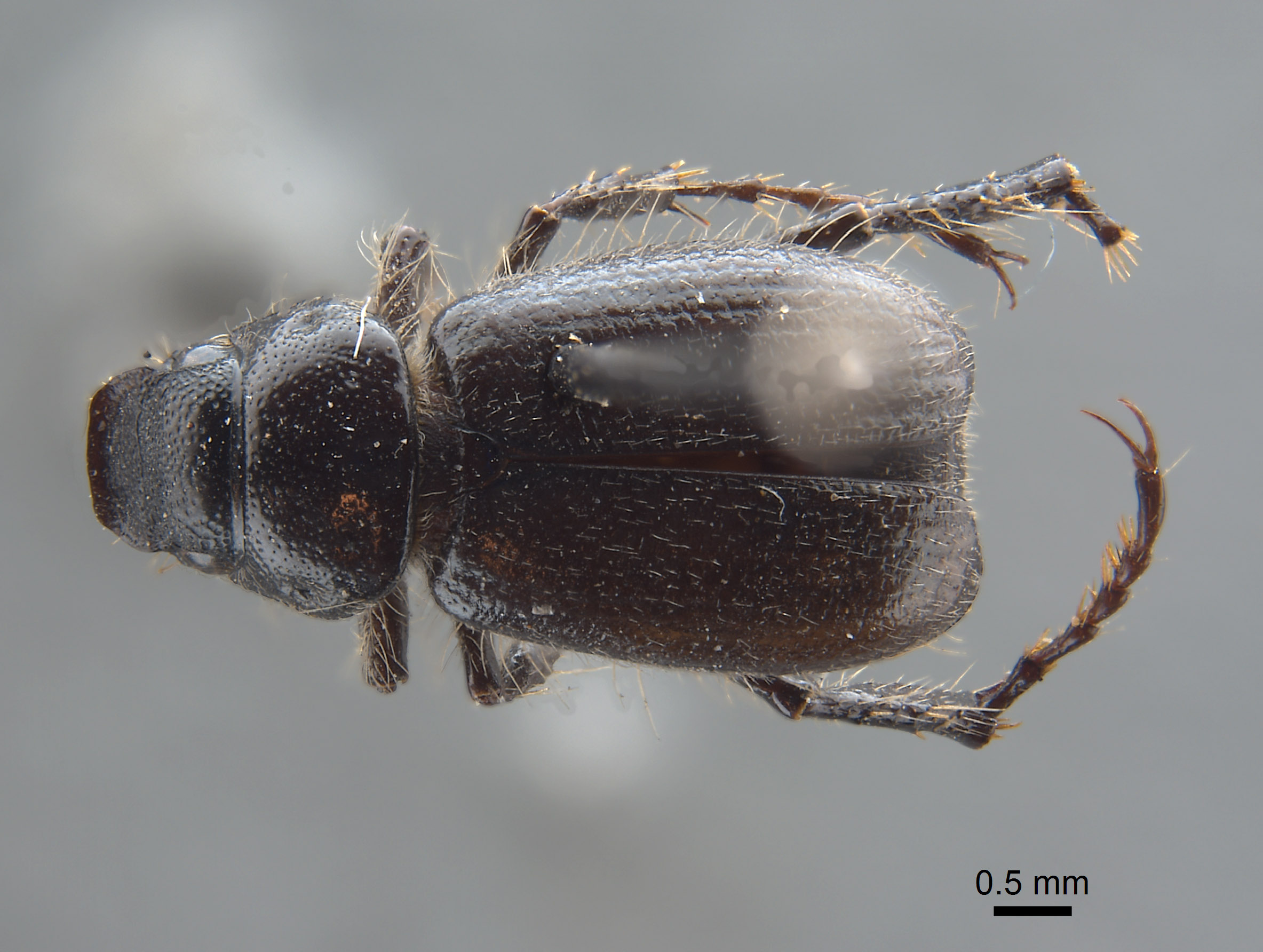 Coenonycha stohleri image