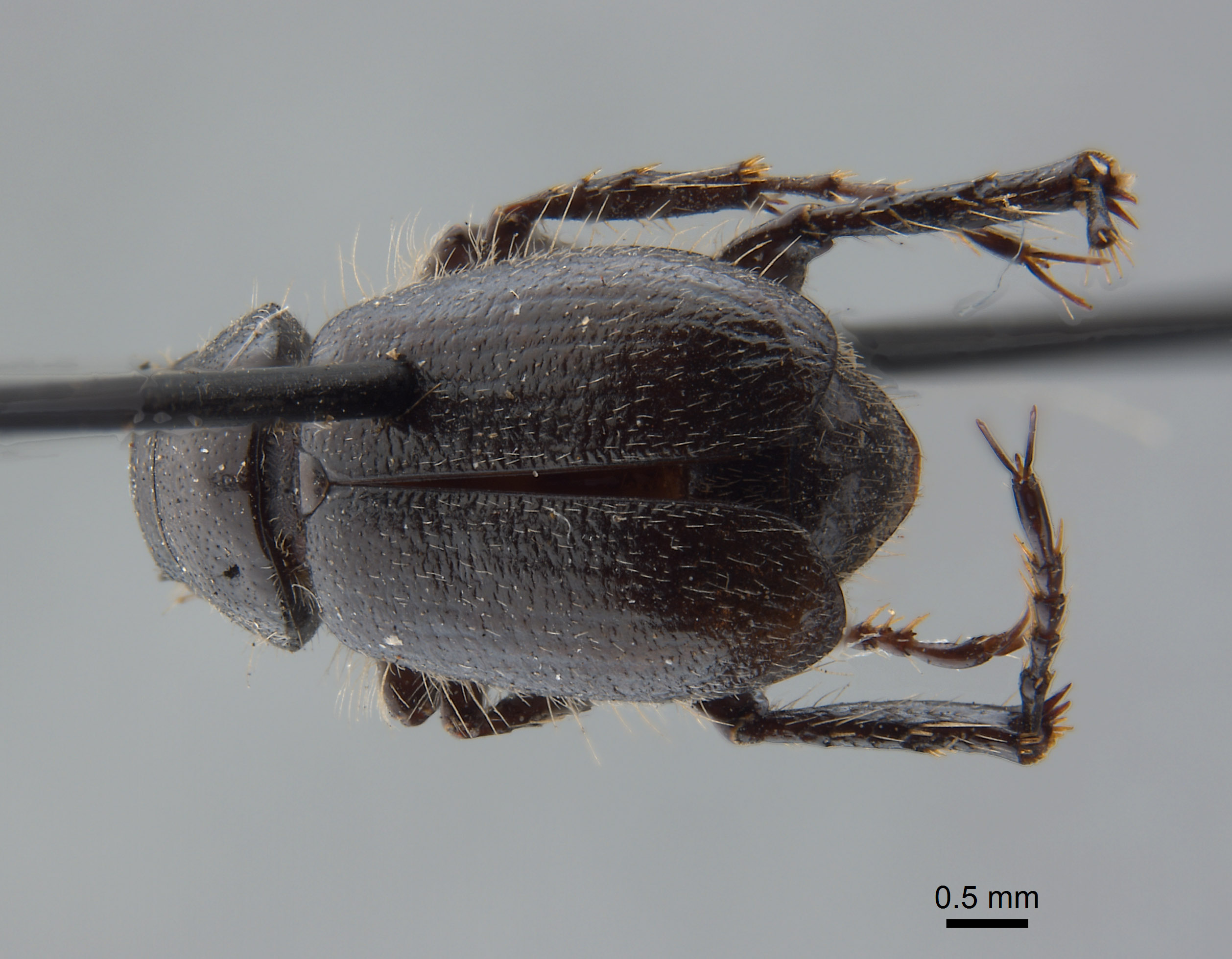 Coenonycha stohleri image