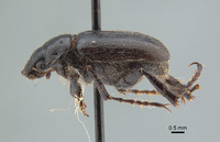 Coenonycha stohleri image