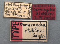 Coenonycha stohleri image