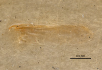 Coenonycha stohleri image