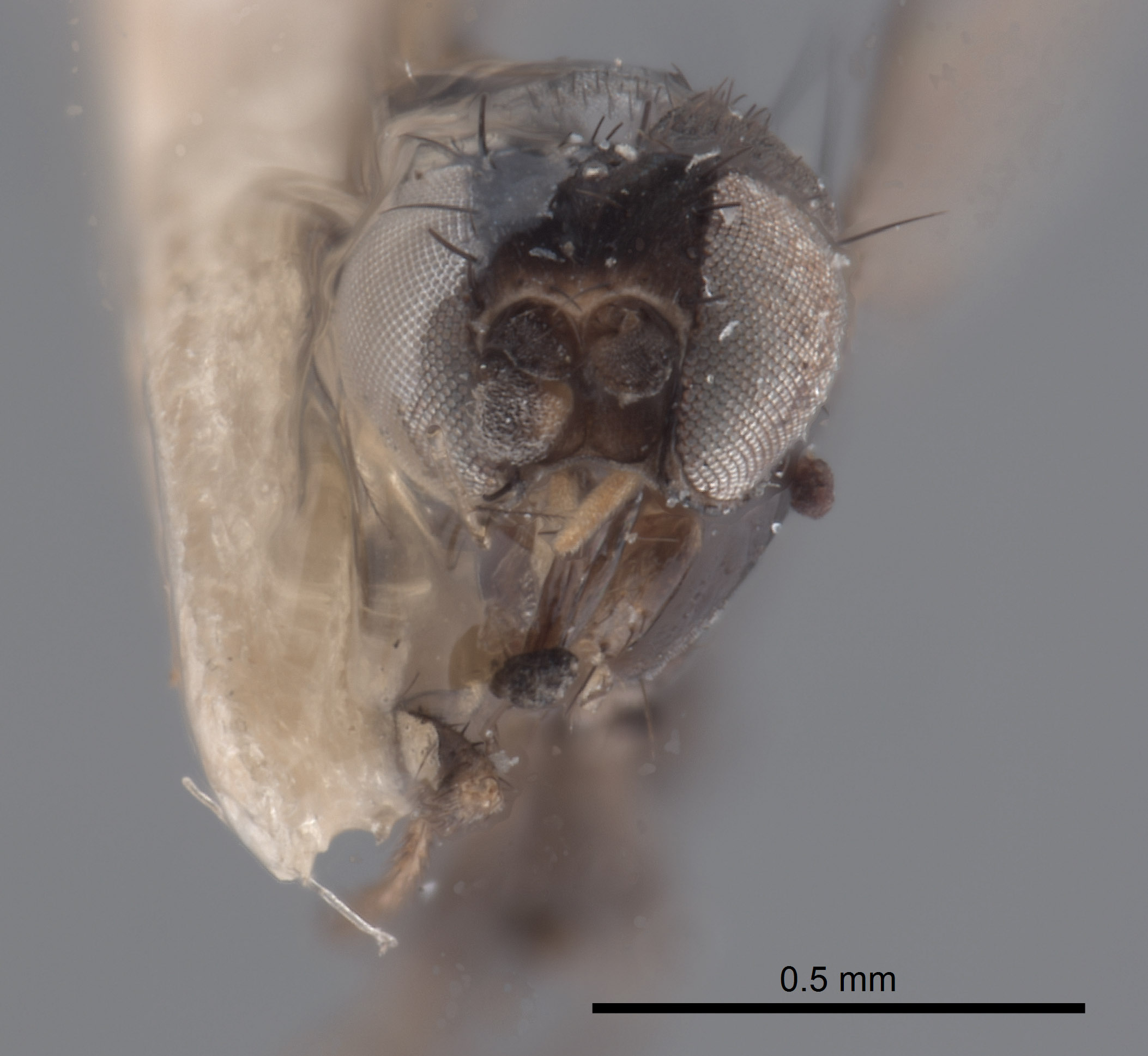 Milichiidae image