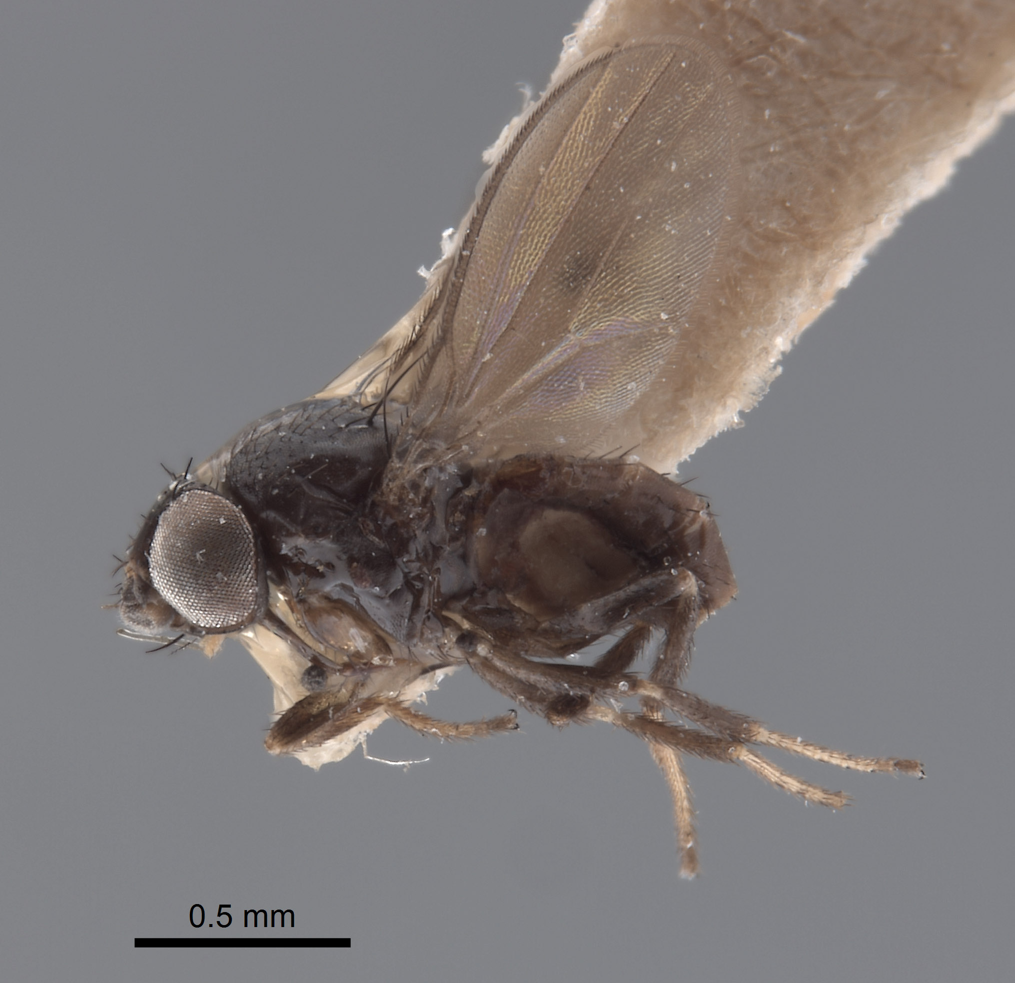 Milichiidae image