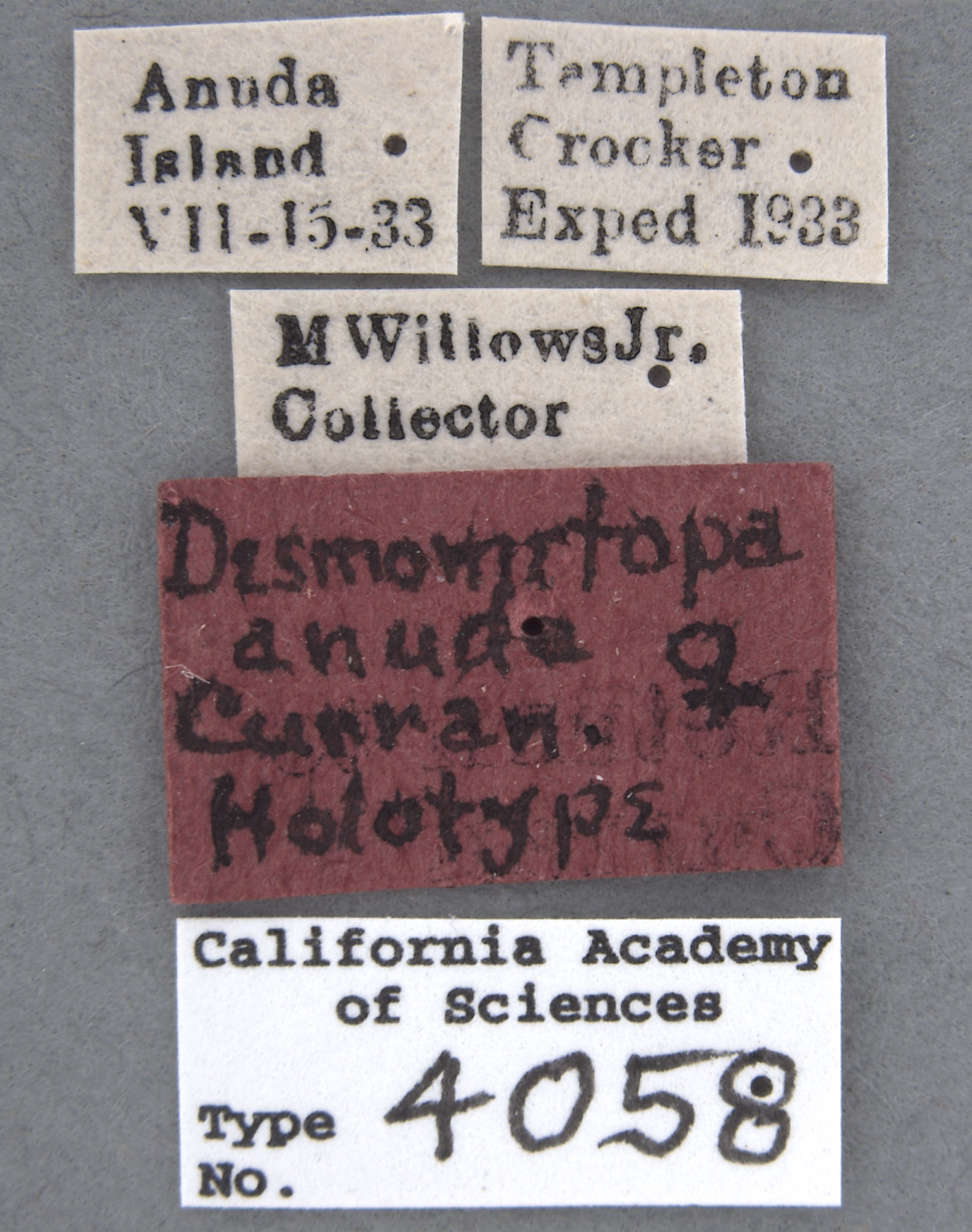 Desmometopa anuda image