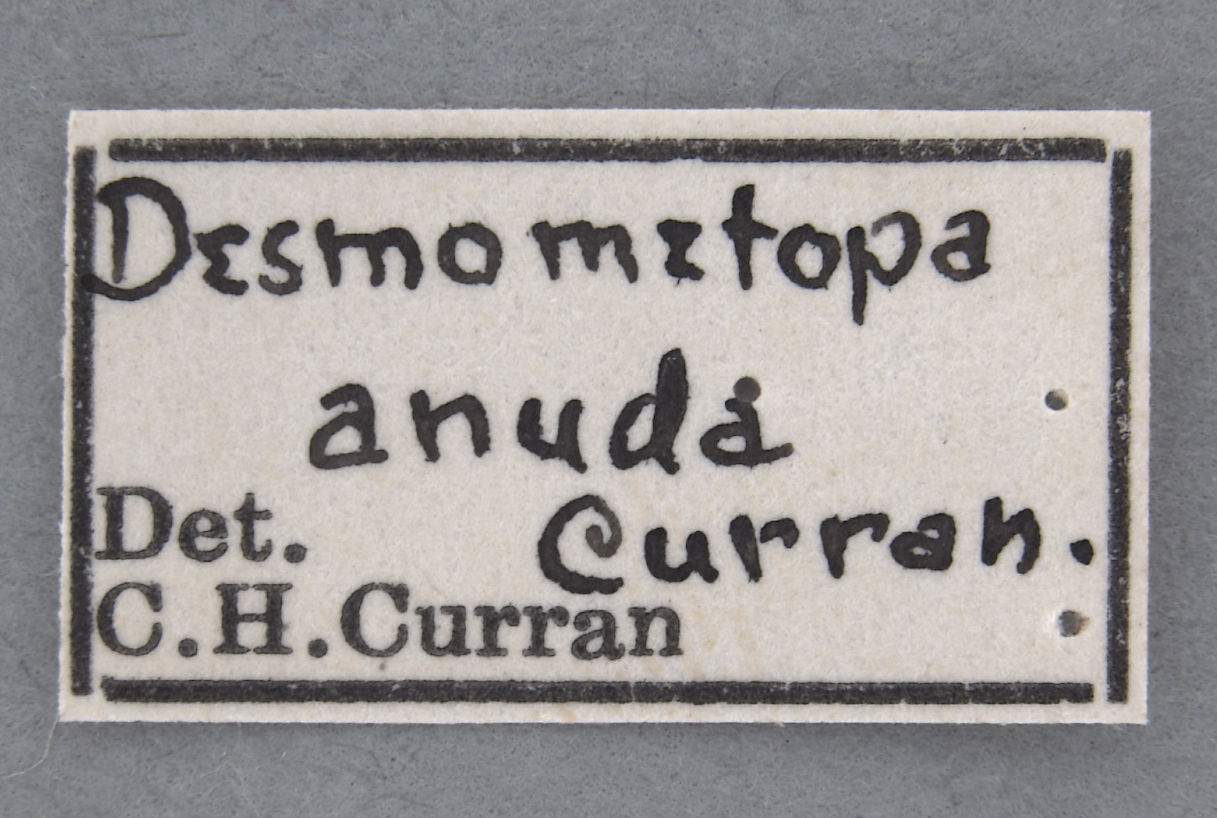 Desmometopa anuda image