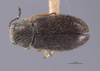 Listrus minimus image