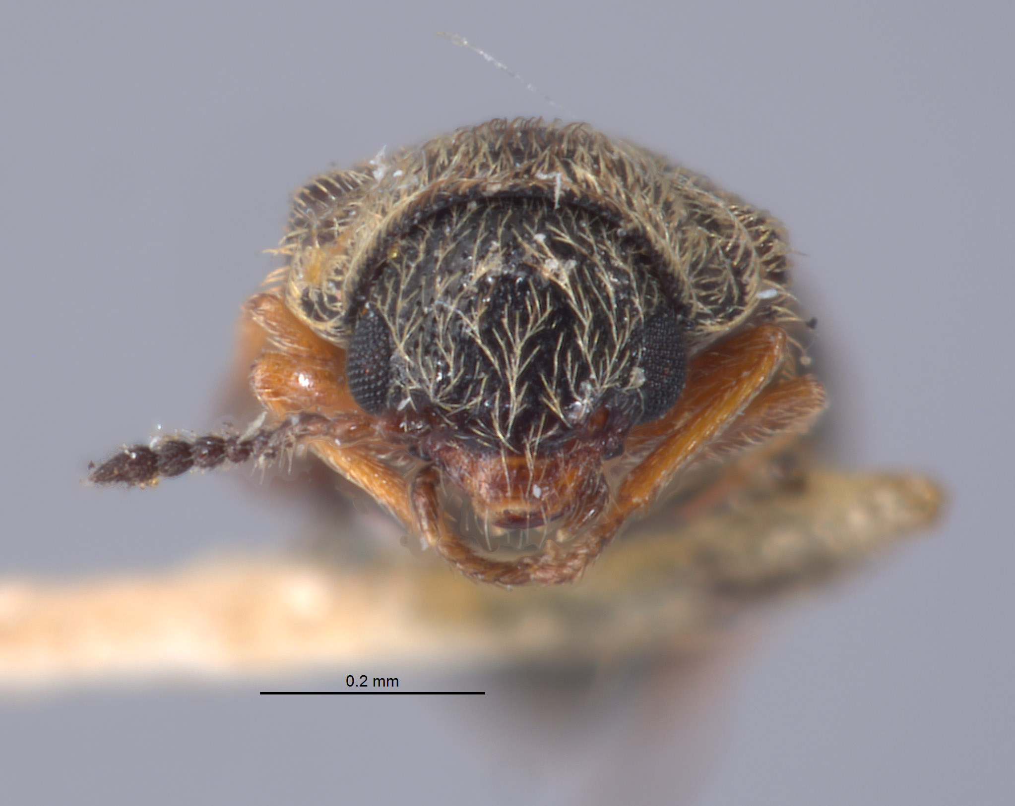 Listrus minimus image