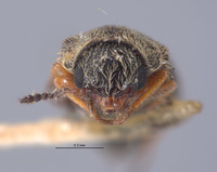 Listrus minimus image