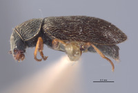 Listrus minimus image