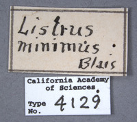 Listrus minimus image