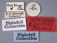 Listrus minimus image