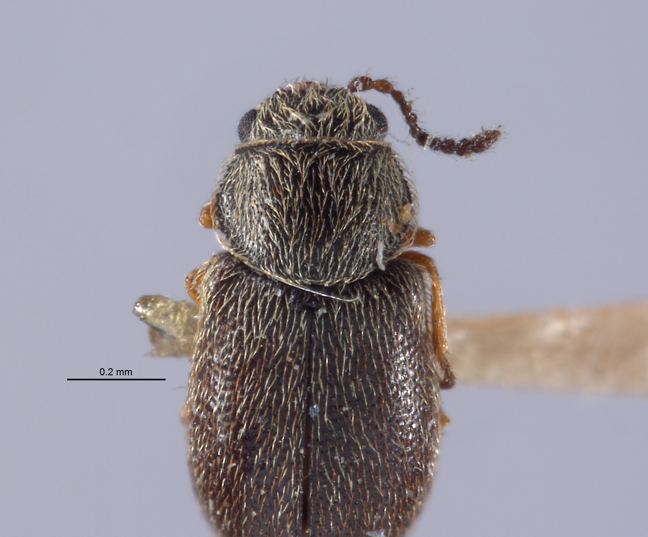 Listrus minimus image