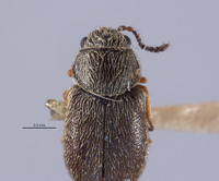 Listrus minimus image