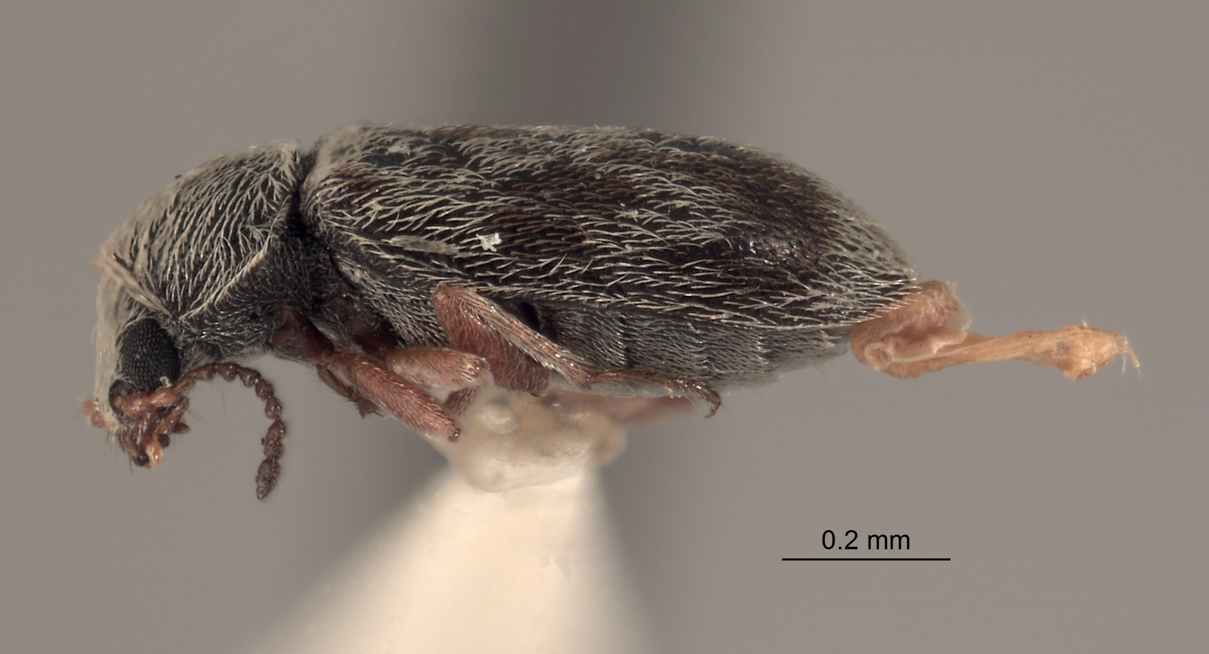 Listrus gentryi image