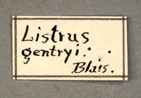 Listrus gentryi image