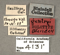 Listrus gentryi image