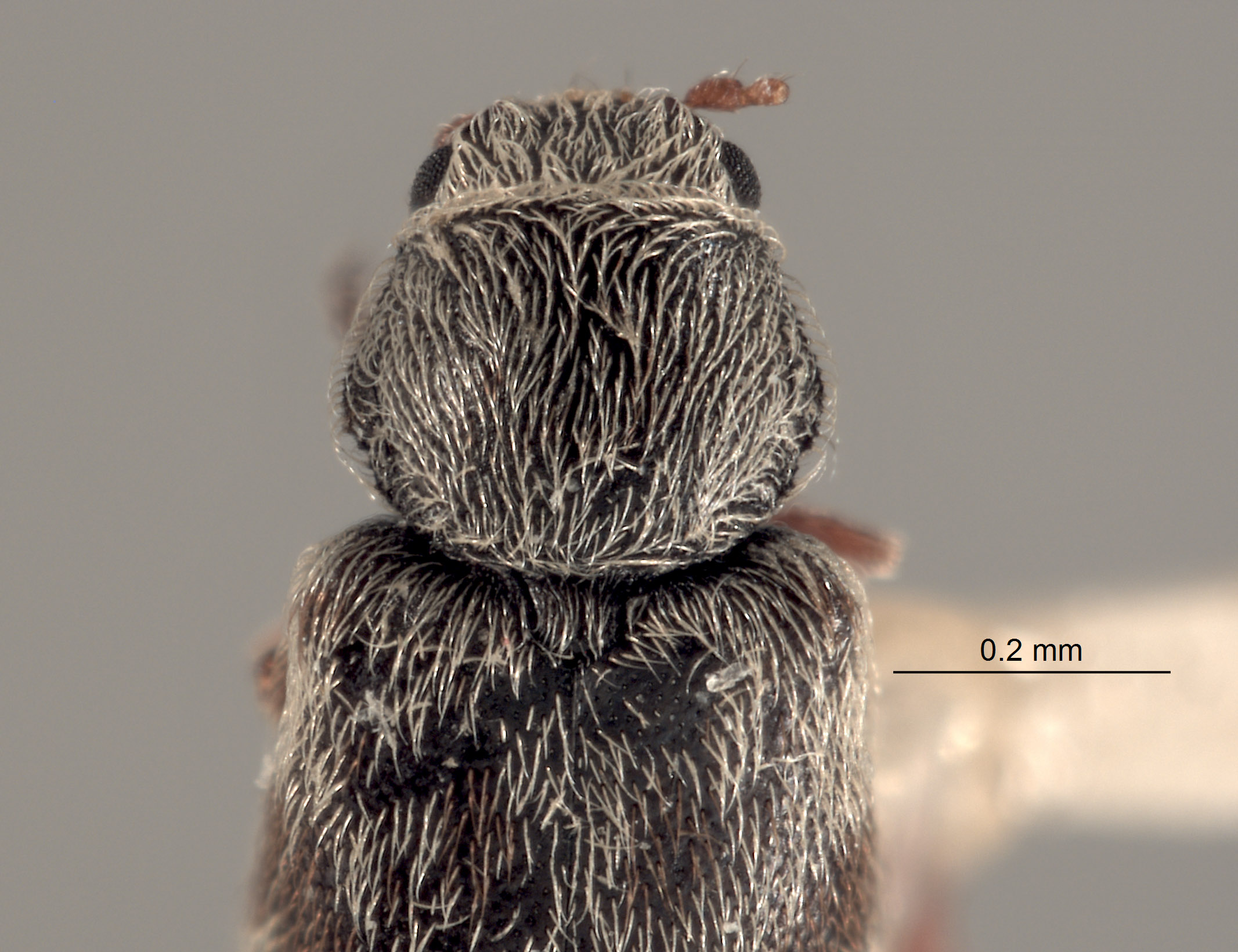 Listrus gentryi image