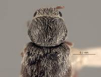 Listrus gentryi image