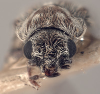 Listrus coalingensis image