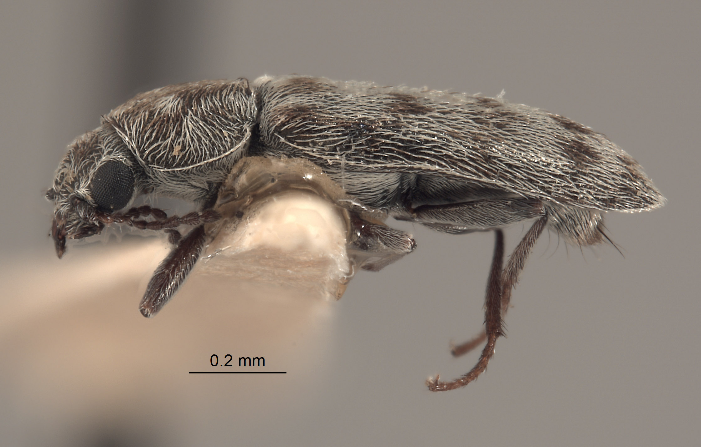 Listrus coalingensis image