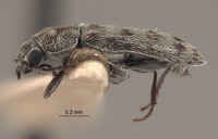 Listrus coalingensis image