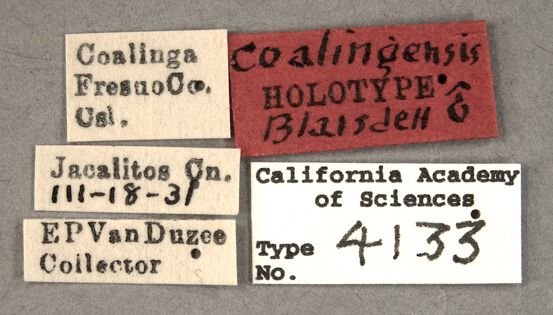 Listrus coalingensis image