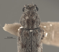 Listrus coalingensis image