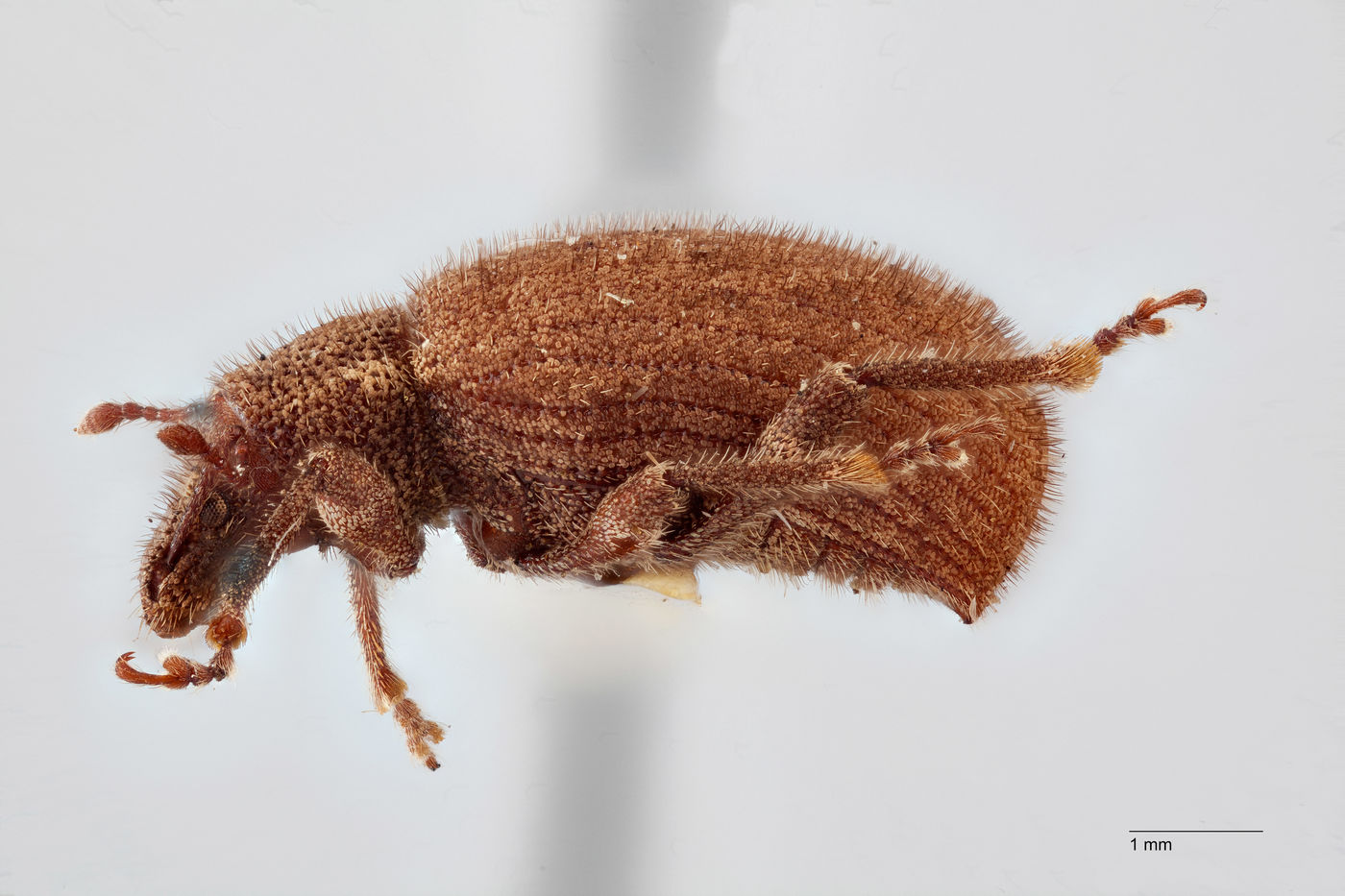 Nemocestes longulus image