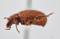 Nemocestes longulus image