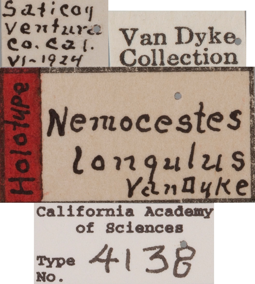 Nemocestes longulus image