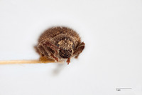 Geoderces puncticollis image