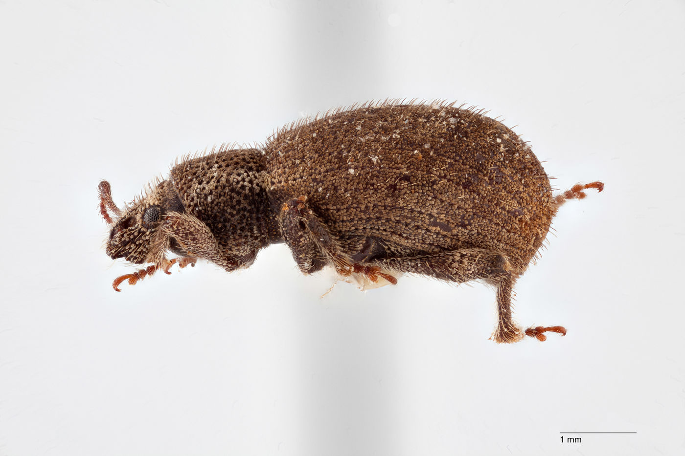 Geoderces puncticollis image