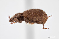 Geoderces puncticollis image