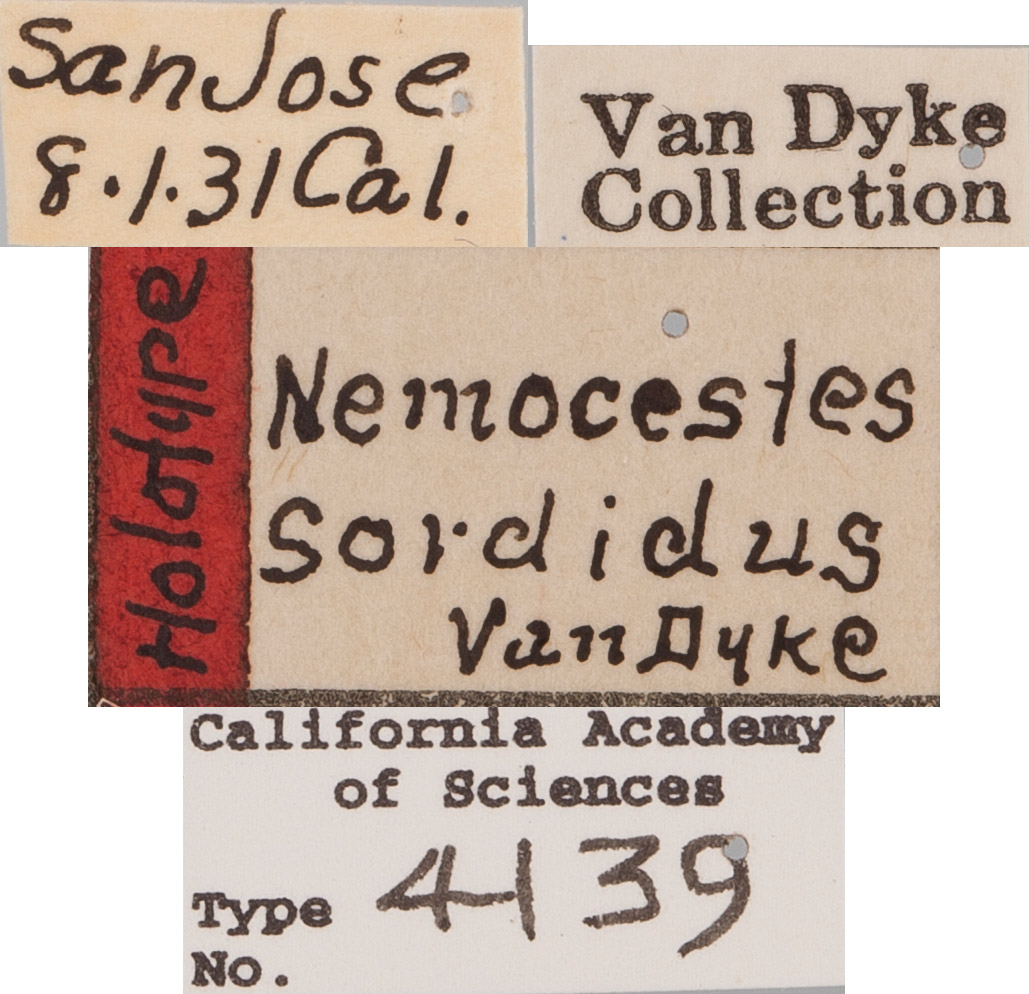 Geoderces puncticollis image