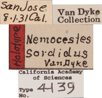 Geoderces puncticollis image