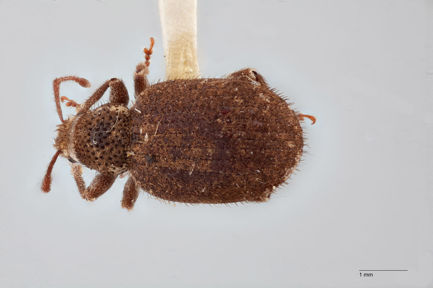 Nemocestes montanus image