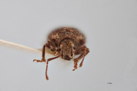 Nemocestes montanus image