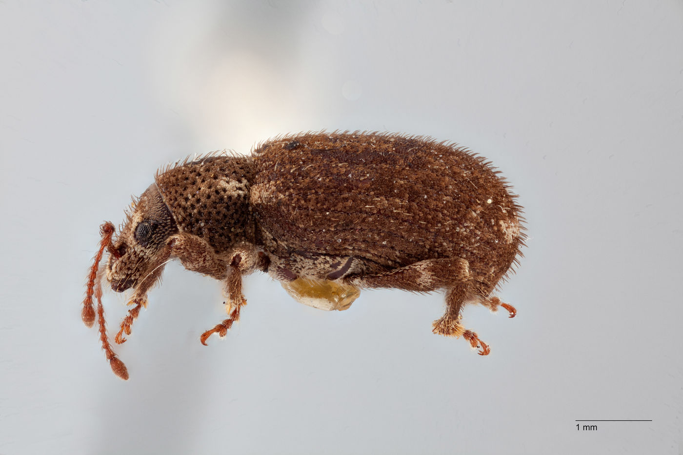 Nemocestes montanus image